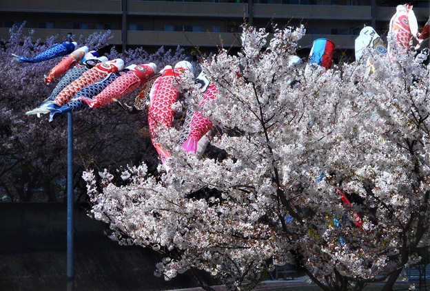 写真: 桜吹雪と鯉のぼり＠黒崎水路
