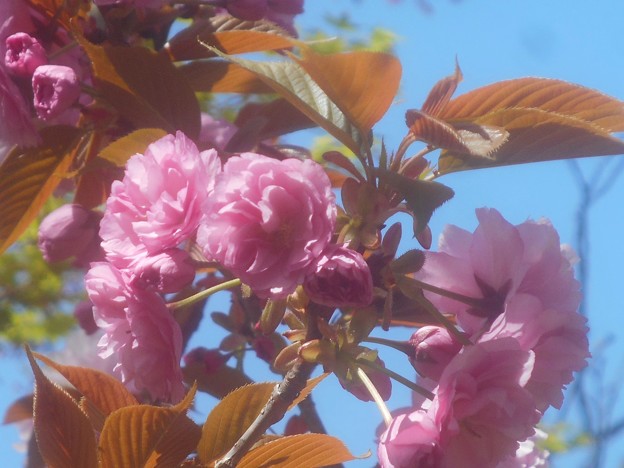 写真: 千光寺山の八重桜（牡丹桜）