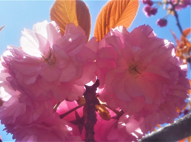 写真: 千光寺山の牡丹桜（八重桜）