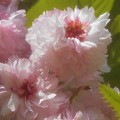 写真: 菊桜が満開＠千光寺山