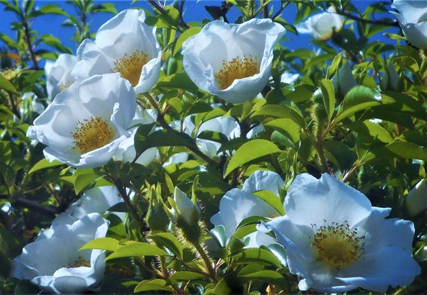 写真: つる性の白い花 ”浪花茨” （ﾅﾆﾜｲﾊﾞﾗ）が満開