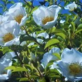 写真: つる性の白い花 ”浪花茨” （ﾅﾆﾜｲﾊﾞﾗ）が満開