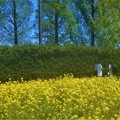 写真: 5月の菜の花畑とﾒﾀｾｺｲｱの並木道＠世羅高原農場