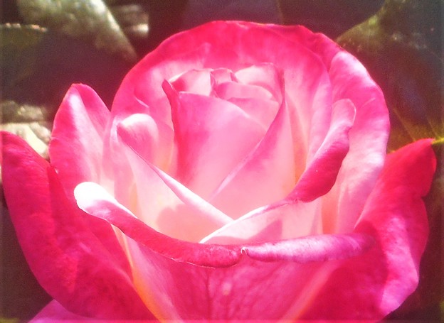 写真: 五月の薔薇 ｸﾗｲｽﾗｰ・ｲﾝﾍﾟﾘｱﾙ＠ばら公園
