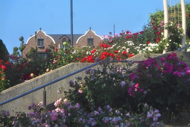 写真: 初夏のﾛｰｽﾞﾋﾙの薔薇と ｵｰｶﾞﾆｯｸｶﾌｪ ”ｱｰｼﾞｮ”＠緑町公園