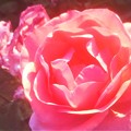 初夏の薔薇 ”ﾋﾟﾉｷｵ”＠ﾛｰｽﾞﾋﾙ