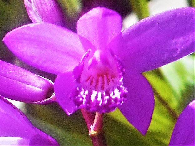 写真: 紫蘭（ｼﾗﾝ）咲く
