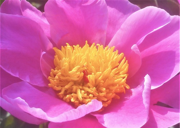 写真: 初夏を彩る＠一重の芍薬（ｼｬｸﾔｸ）の花