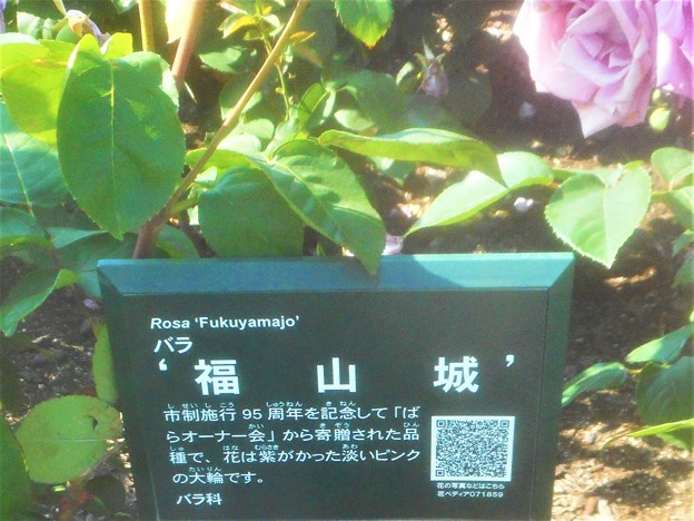 写真: 詳細はQRｺｰﾄﾞから＠五月の薔薇 ”福山城”＠中央公園