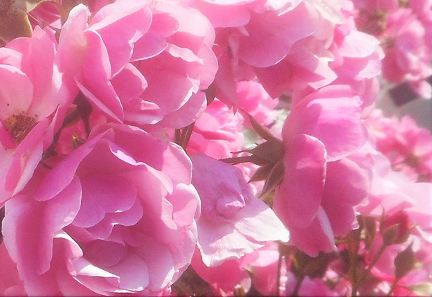 写真: 甘く薫る薔薇 ”ｱﾝｼﾞｪﾗ”@ばら公園