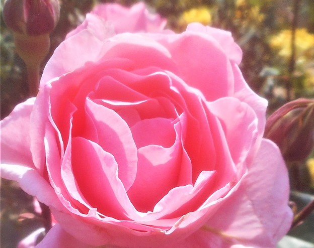 写真: ﾛｰｽﾞﾋﾙの薔薇 ”ﾏﾀﾞﾑ ﾊﾞﾀﾌﾗｲ”＠緑町公園