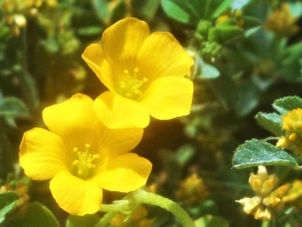 写真: 黄色い 野の花