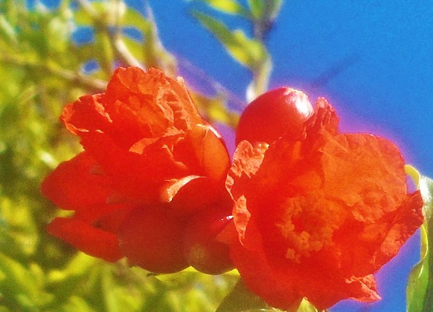 写真: 柘榴（ｻﾞｸﾛ）の花＠白露