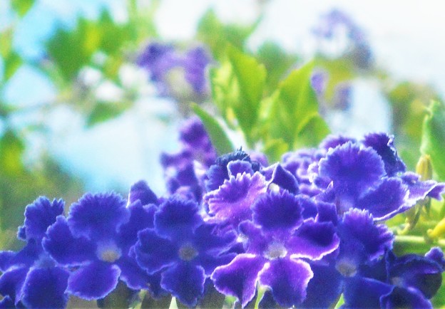 写真: ﾃﾞｭﾗﾝﾀの青い花＠爽秋の千光寺山