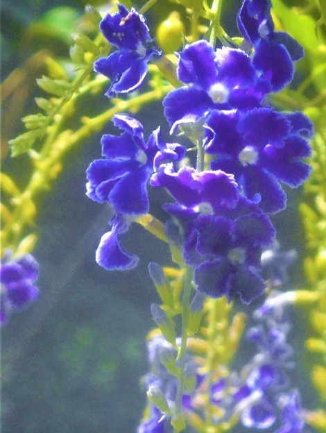 写真: 青紫色の ﾃﾞｭﾗﾝﾀの花＠秋の千光寺山