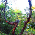 Photos: 鳴滝山、夕陽に赤松の奇木