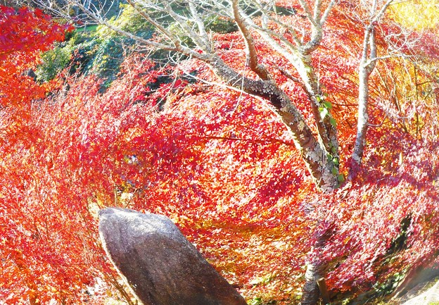 写真: 枯れ葉を落とした桜と紅葉（魚眼ﾓｰﾄﾞ）＠御調八幡宮