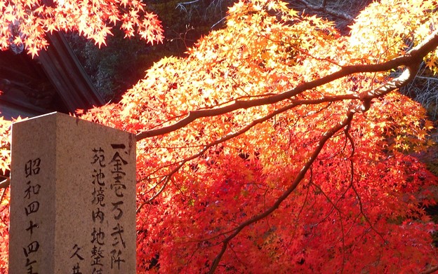 写真: 御調八幡宮の秋＠久井町