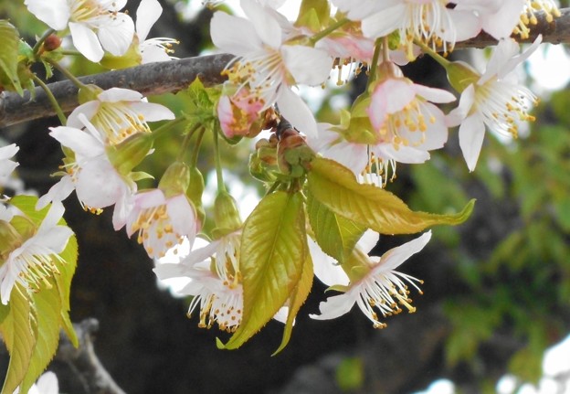 冬の土手に咲く ﾋﾏﾗﾔ桜＠黒崎川