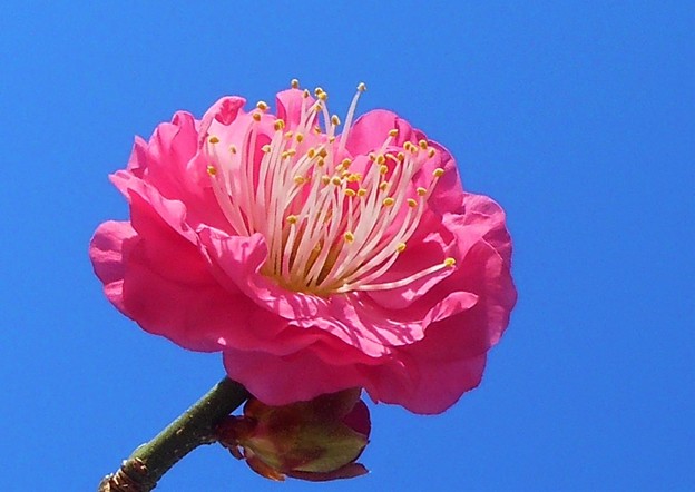 写真: ポカポカ陽気で 八重の寒紅梅 咲きました。