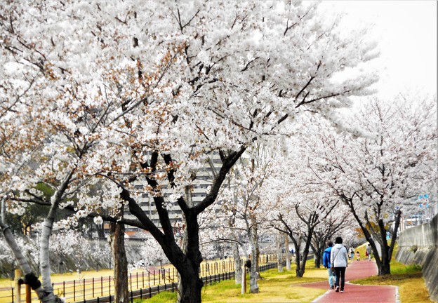 写真: 八分咲きの桜並木＠黒崎水路