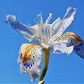 写真: 千光寺山の射干（ｼｬｶﾞ）の花