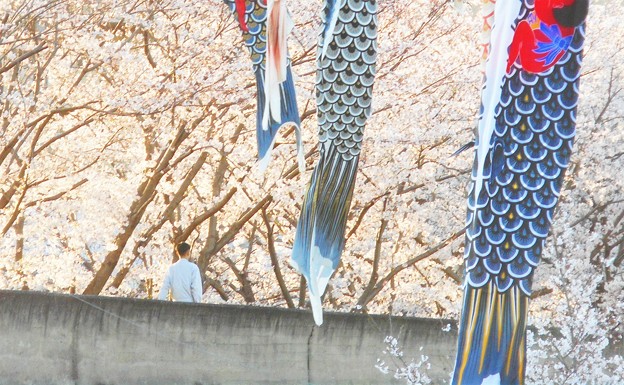 写真: 鯉も泳ぐ 桜の並木道