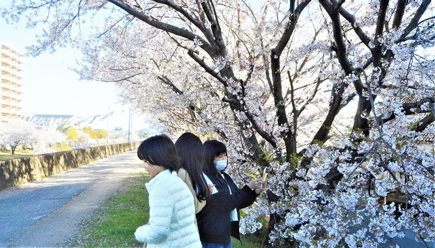 写真: 桜のｽｹｯﾁ（宿題）をする小5生たち＠桜並木