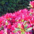 写真: 紅い躑躅（ﾂﾂｼﾞ）の咲くころ
