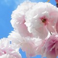写真: 青空に八重桜＠瀬戸内海・生口島