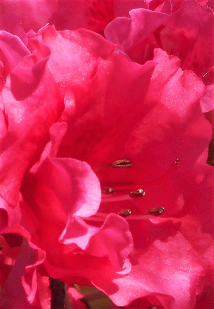 八重に咲く 西洋石楠花（ｼｬｸﾅｹﾞ）＠五月晴れの庭先にて