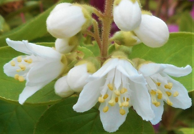 写真: 高原に咲く白い花