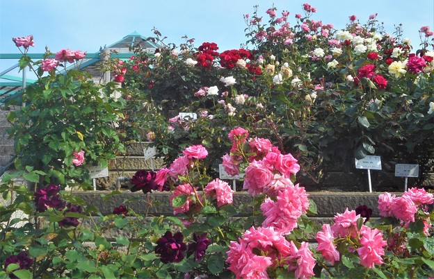 写真: ﾛｰｽﾞﾋﾙの五月の薔薇＠緑町公園
