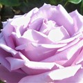 写真: 五月の薔薇 ”ﾍﾙﾑｯﾄ・ｼｭﾐｯﾄ”＠ﾛｰｽﾞﾋﾙ