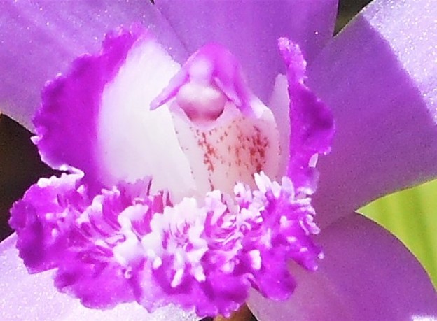 紫蘭（ｼﾗﾝ）のﾌﾘﾙ＠新高山