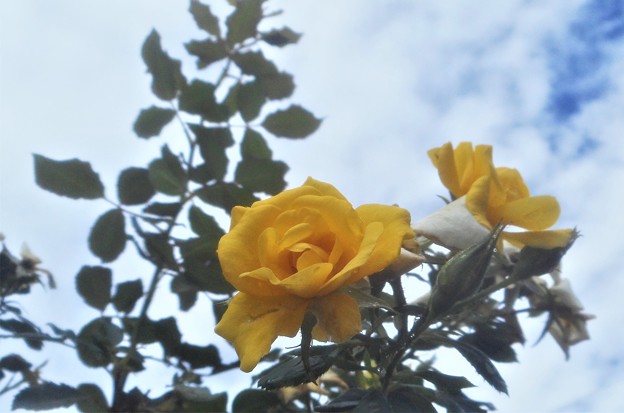 黄色い薔薇＠秋雨前線
