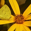 写真: ｷｸｲﾓの花と蝶＠ｷﾁｮｳ