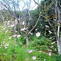 写真: 山桜と秋桜、里の秋