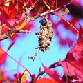写真: モミジの、小枝を集めて冬支度