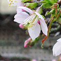 秋の大本山西国寺、ヒマラヤ桜
