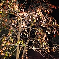 写真: ライトアップ山柿