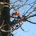 写真: アメリカカエデの落葉
