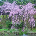 写真: 新緑の雨に〜池の畔の八重桜〜