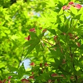 写真: 爽風わたる初夏、イロハモミジに紅いペラ