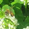 写真: 花粉団子がよく目立つ♪