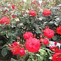 赤い薔薇の花園