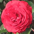 写真: 牡丹のように咲く〜紅い薔薇〜