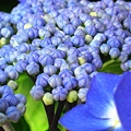 写真: 額紫陽花も入梅祈願中