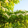西日射す〜初夏の白い花、ヤマボウシ〜