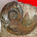 写真: アンモナイトの化石1
